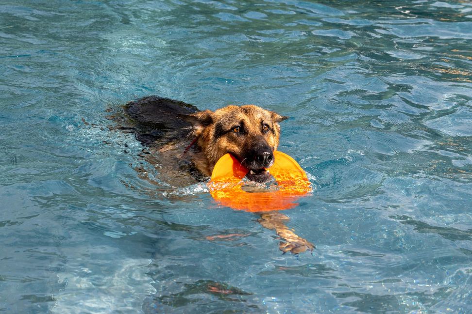 Schäferhund wird zur Wasserratte.