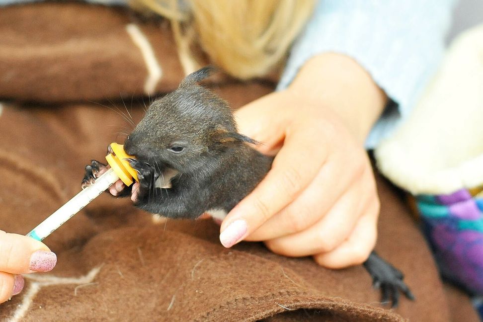 Spätestens alle drei Stunden bekommen die mittelgroßen Eichhörnchenbabys Hunger und wollen von Rebecca Gläss gefüttert werden. Bild: z