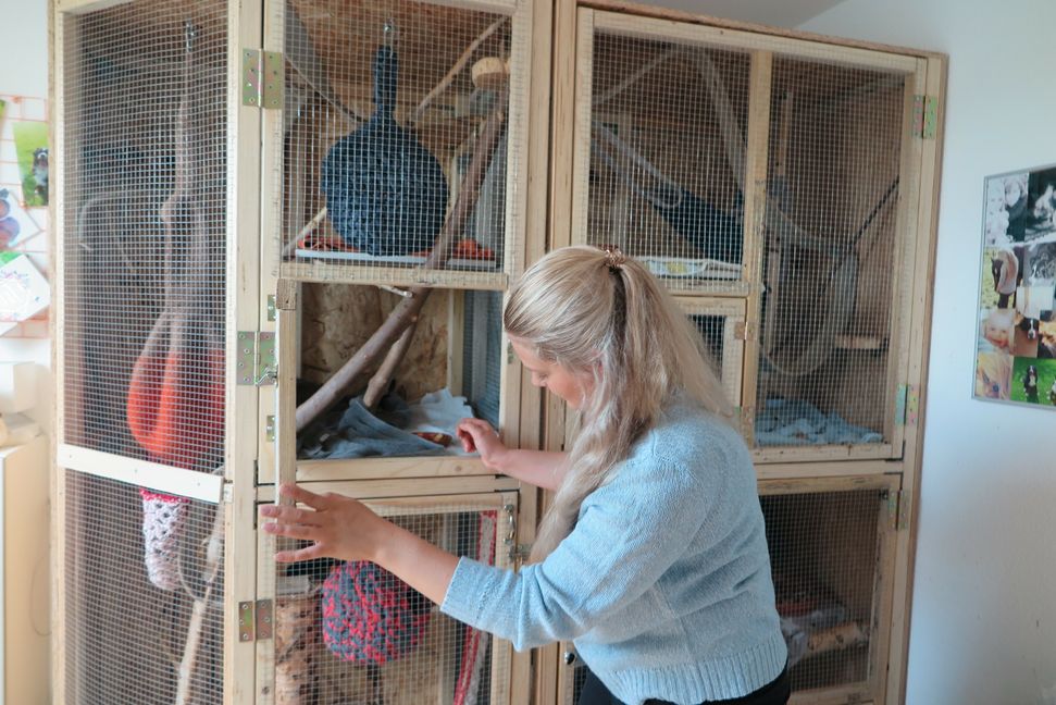 In der selbstebauten Voliere im "Eichhörnchenzimmer" dürfen die jugendlichen Eichhörnchen bis sie 12 Wochen alt sind leben. Bild: Groß