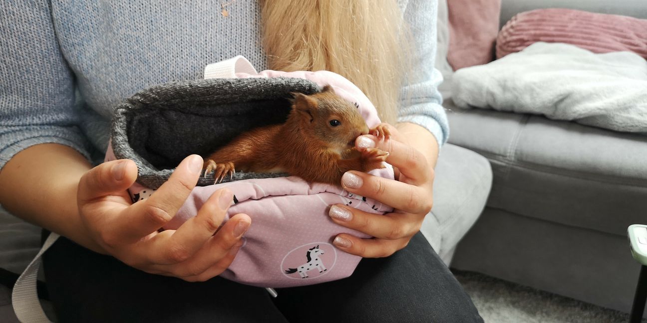 Eichhörnchen-Jungtier Diva hat immer Hunger.