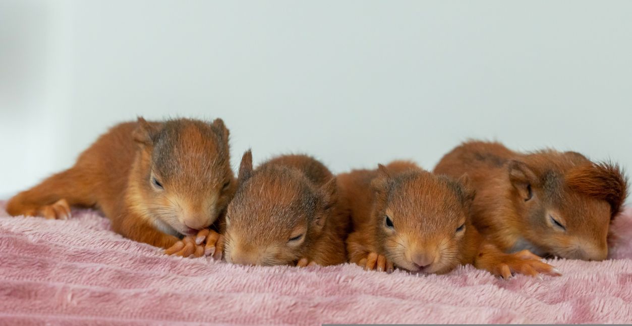 Eichhörnchen-Babys. Bild: Dobler