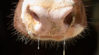 Auch in Deutschland besteht Sorge vor der Rinderkrankheit Lumpy Skin Disease. (Symbolbild)