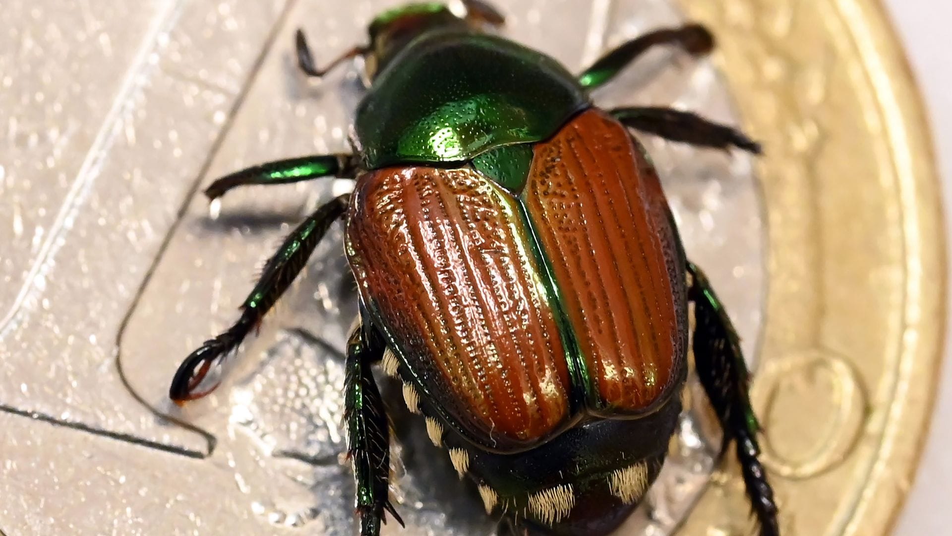 Der Japankäfer ist eine invasive Art mit enormem Schadpotenzial. Nun wurden einzelne Tiere in Baden-Württemberg gefunden.