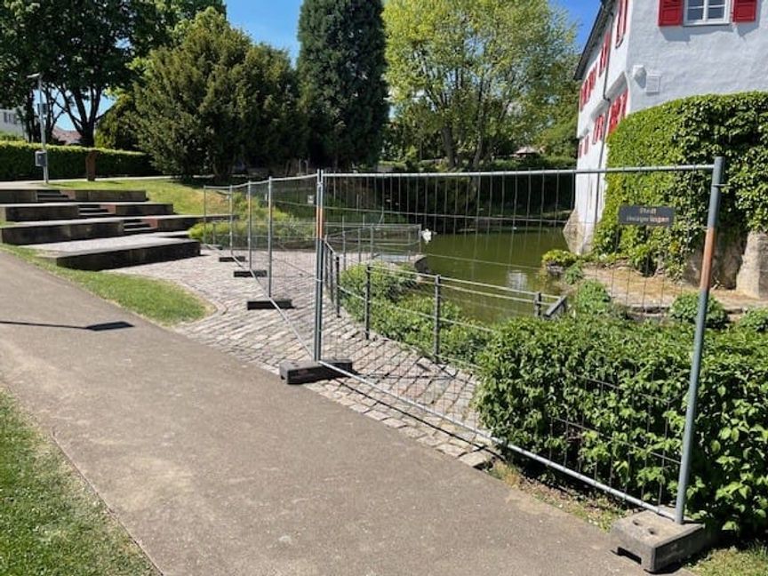 Die Stadt hat einen Bauzaun aufgestellt, um die Schwäne zu schützen.