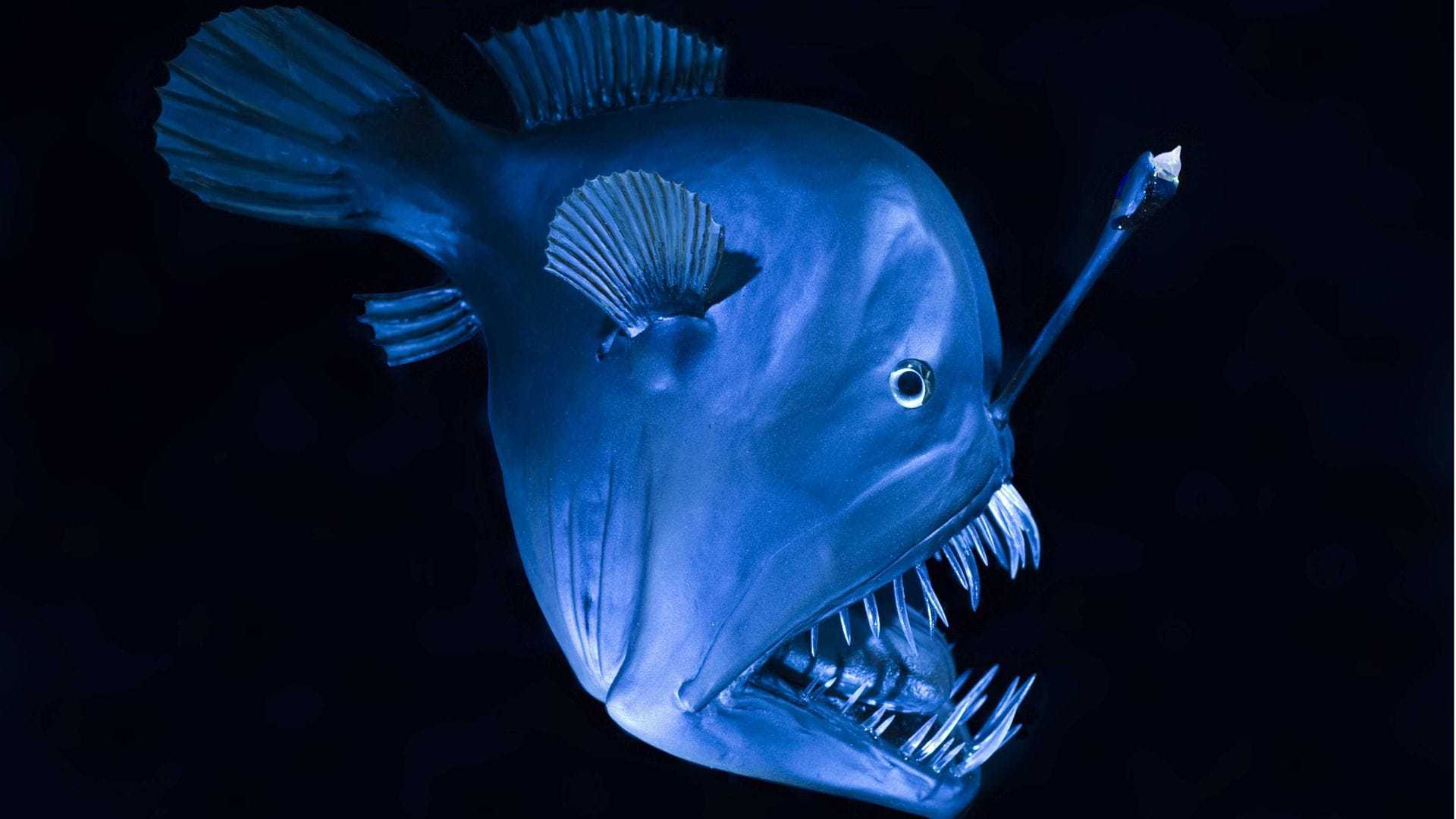 Der Schwarze Anglerfisch mit leuchtender „Angel“ – hier als Modell.