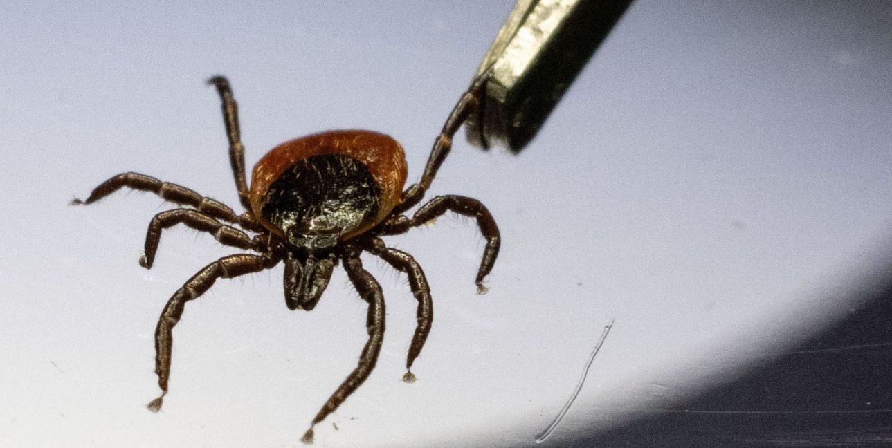 In Baden-Württemberg sind die Spinnentiere in diesem Jahr besonders früh zu sehen. (Symbolbild)