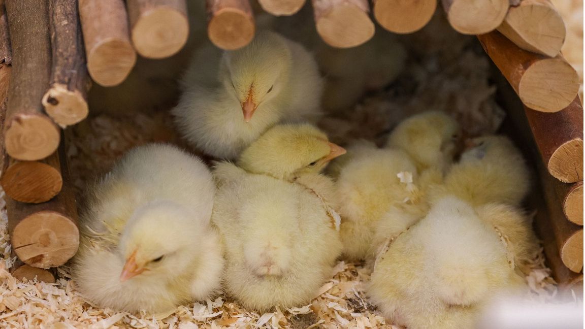 Eine Person hat 145 Küken bei Leipzig ausgesetzt (Symbolbild).