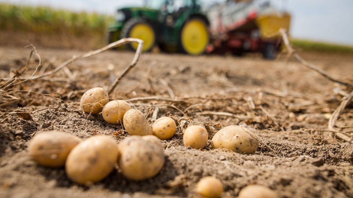 Die Pflanzenkrankheit bedroht auch heimische Kartoffeln. (Archivbild)