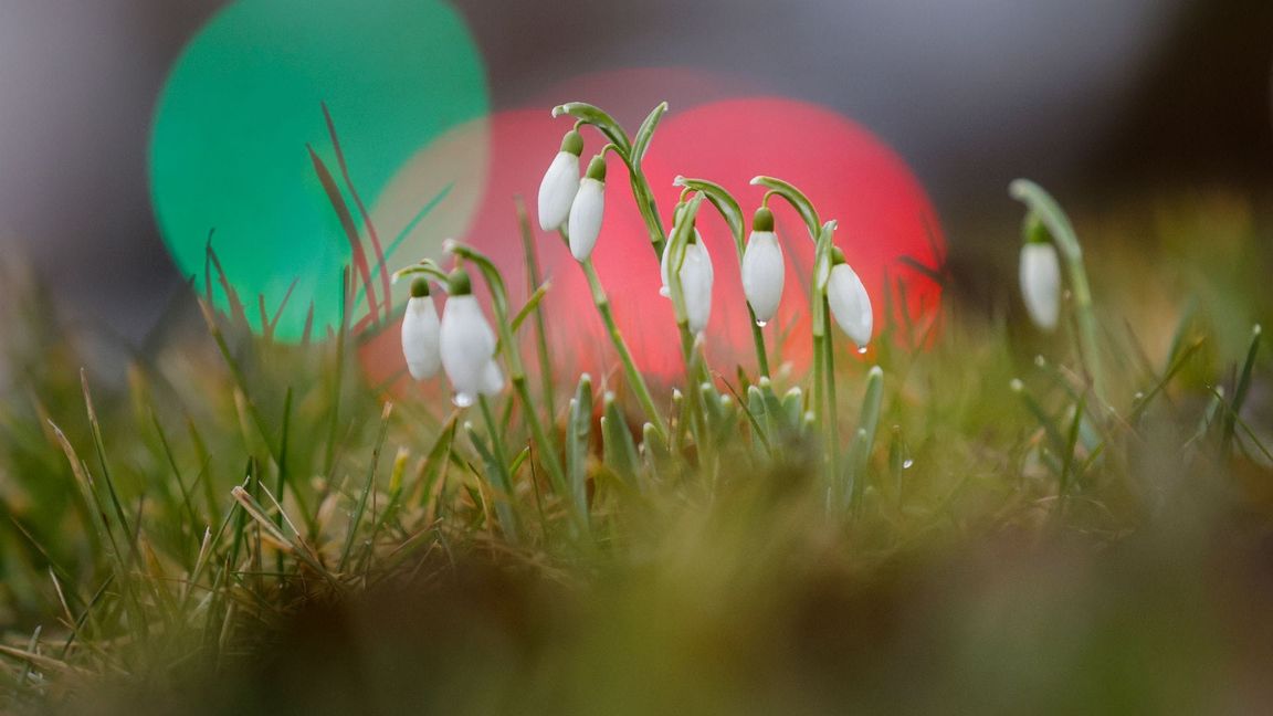 Die ersten Schneeglöckchen wagen sich aus der Erde. (Archivbild)