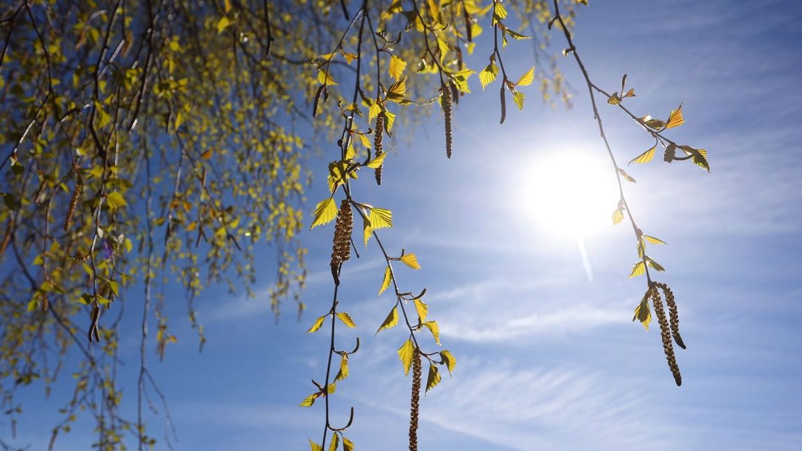 Birkenpollen können teils Hunderte Kilometer weit getragen werden. (Archivbild)