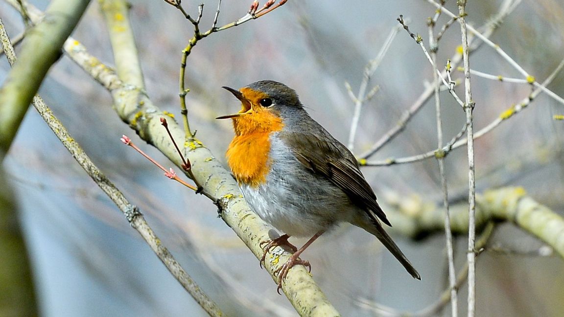 Rotkehlchen zwitschern noch vor dem Morgengrauen. (Archivbild)