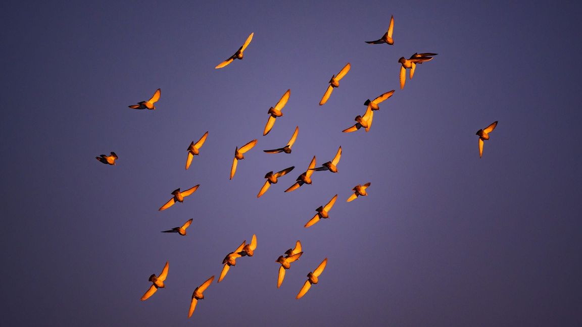 In der Dämmerung stimmen viele Vogelarten zum Morgenkonzert ein. (Archivbild)