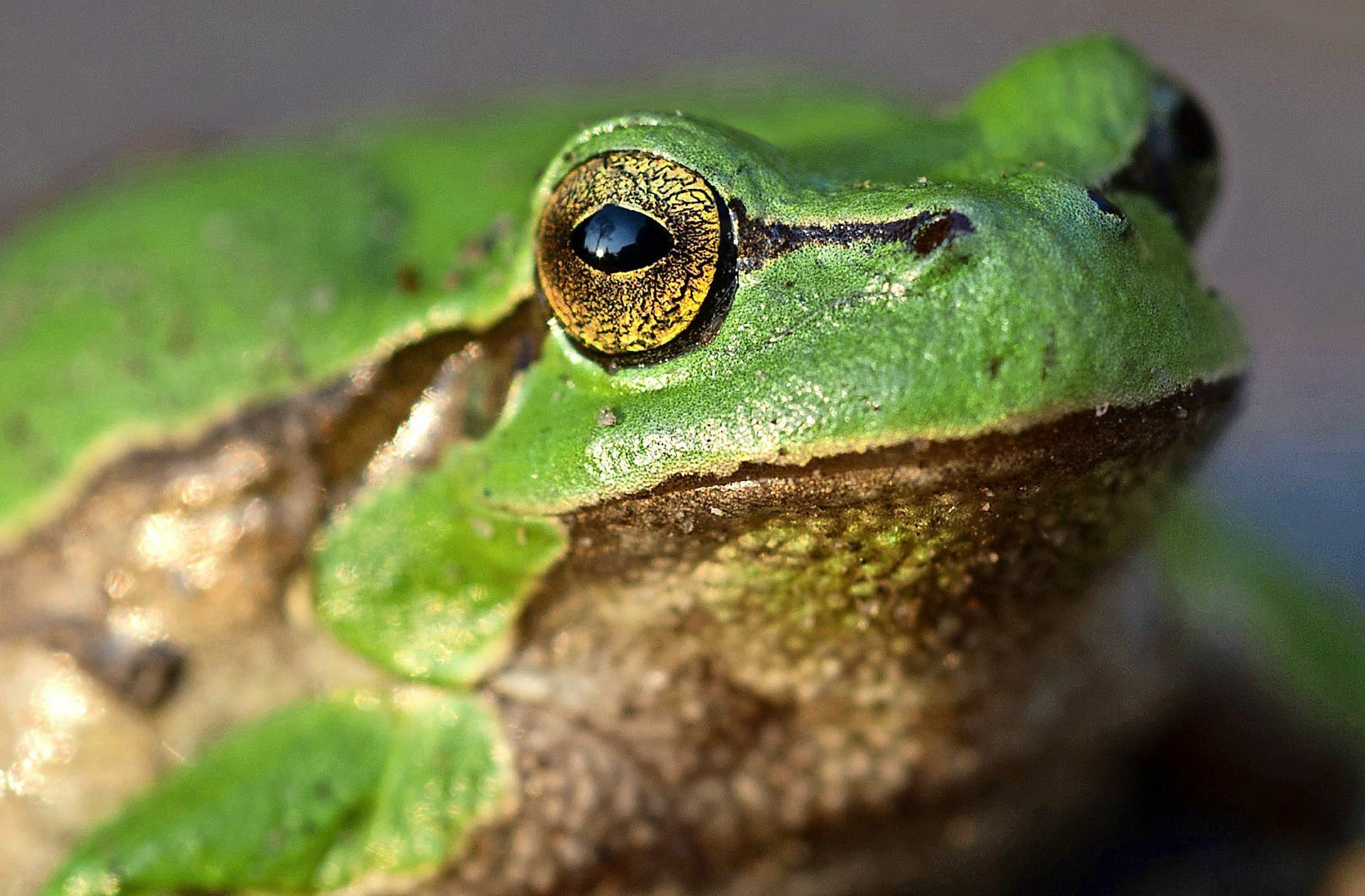 Ein Laubfrosch – künftig kein Studienobjekt mehr? Foto: dpa/Stefan Sauer