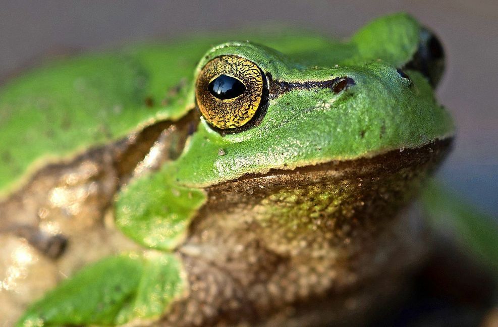 Ein Laubfrosch – künftig kein Studienobjekt mehr? Foto: dpa/Stefan Sauer
