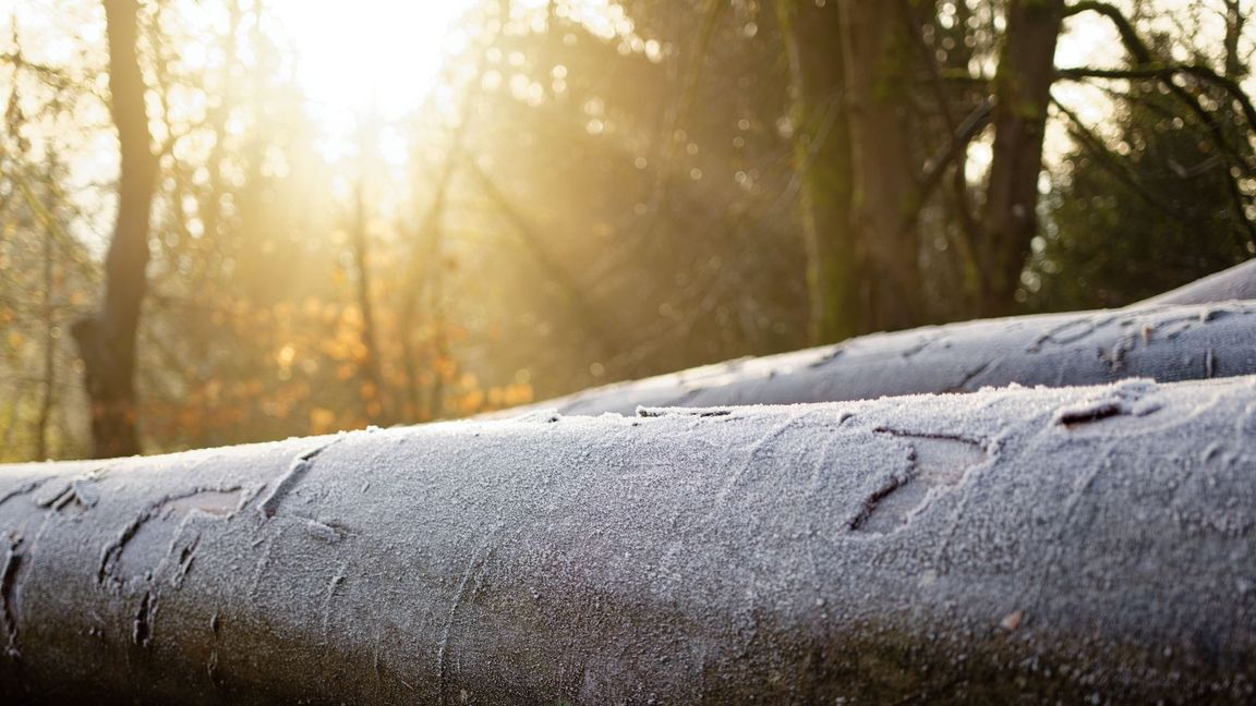 Nach reichlich Regen und Wind und auch Frost dürfen sich die Menschen wieder auf ein paar Sonnenstrahlen freuen.