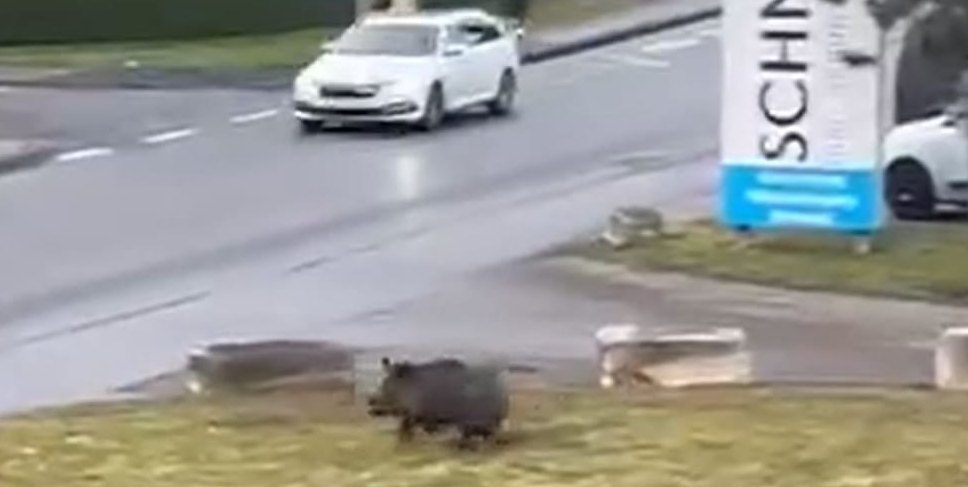 Die Wildsau rennt über die Stuttgarter Straße.	Bild/Video: unbekannt