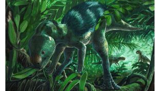 Künstlerische Darstellung des Mini-Dinosauriers Foskeia pelendonum. In Nordspanien haben Forscher Überreste dieser geradezu winzigen Dinosaurier entdeckt. Von der Schnauze bis zur Spitze seines langen Schwanzes messen die Mini-Dinos nur wenig mehr als einen halben Meter.