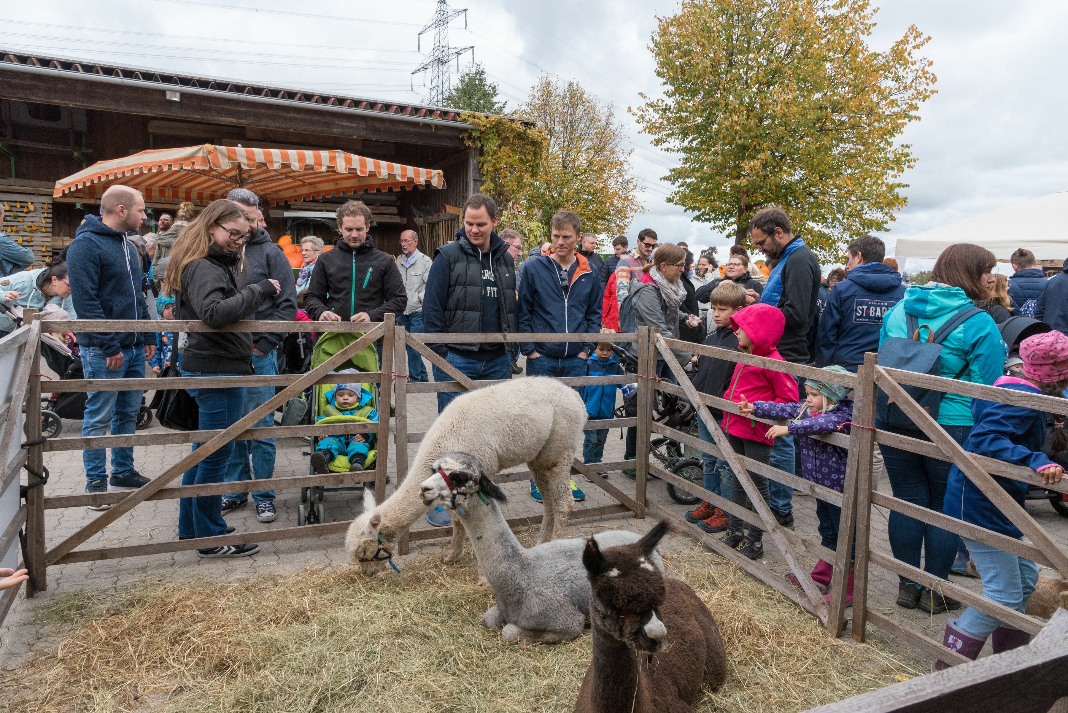 Von 1. bis 3. Oktober ist Hoffest bei Familie Bodemer. Bild: Nüßle/A