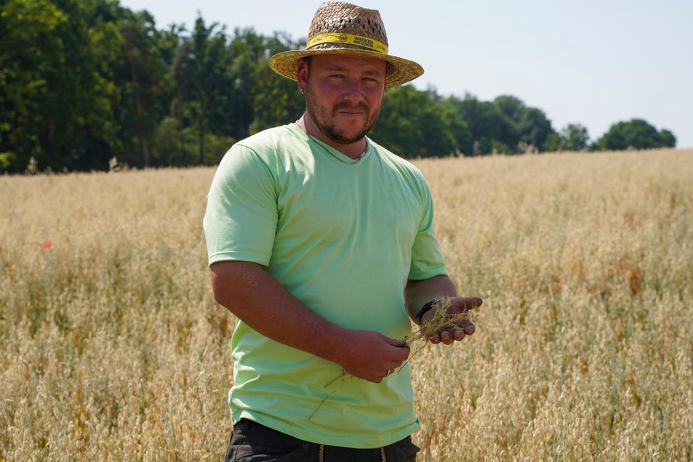 Das Klima macht den Linsenpflanzen zu schaffen, wie ein Blick in die Hand des Landwirts Martin Kindler zeigt. Bild: Dettenmeyer