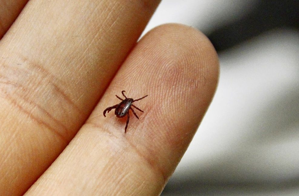 Die Braune Hundezecke ist winzig, kann aber zum Problem werden.
 Foto: Universität Hohenheim/Ka..