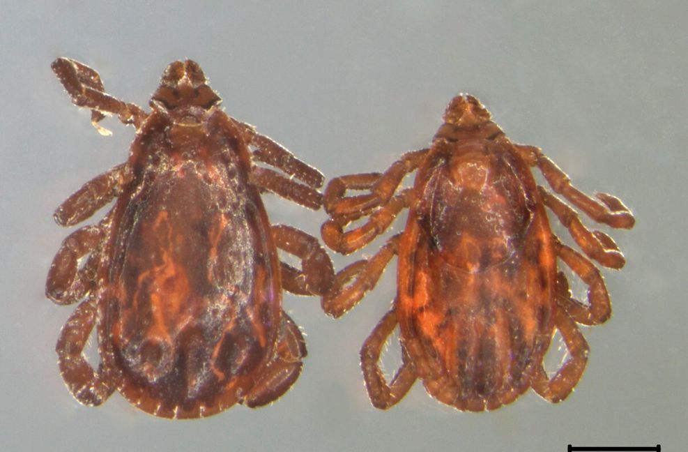 Links sieht man die männliche Braune Hundezecke und rechts die kleinere weibliche Variante.
 Foto: Universität Hohenheim/Ka..