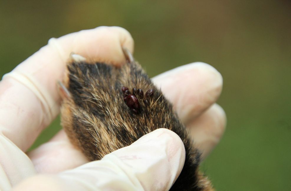 Meist treten die Braunen Hundezecken zu mehreren oder vielen auf. Vor allem bevorzugen sie dünne Hautstellen, die gut durchblutet sind, wie zum Beispiel die Pfoten.
 Foto: Universität Hohenheim/Ka..