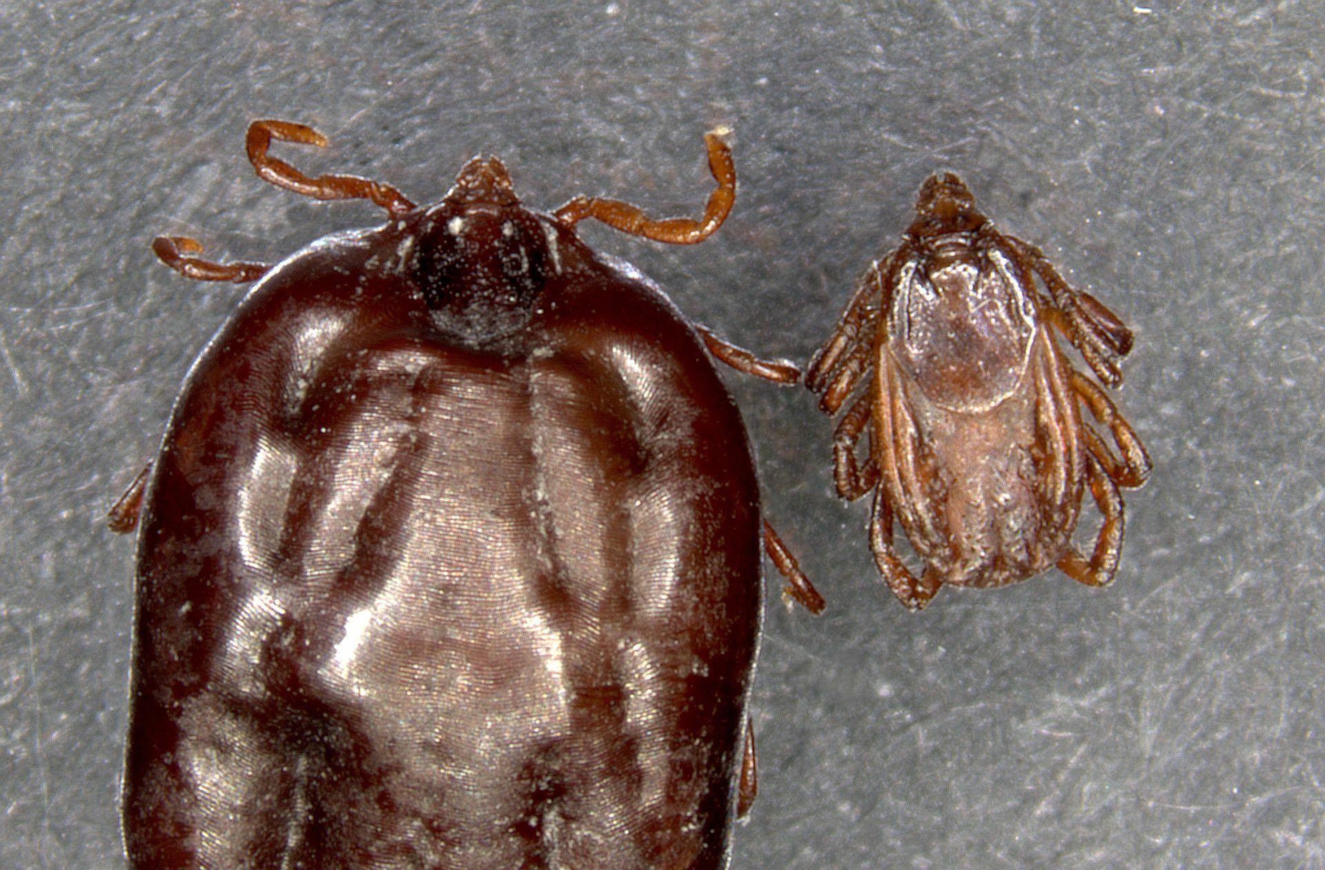 Auf der linken Seite ist die Braune Hundezecke vollgesogen und auf der rechten Seite hat sie noch nichts gestochen.
 Foto: Universität Hohenheim/Ka..