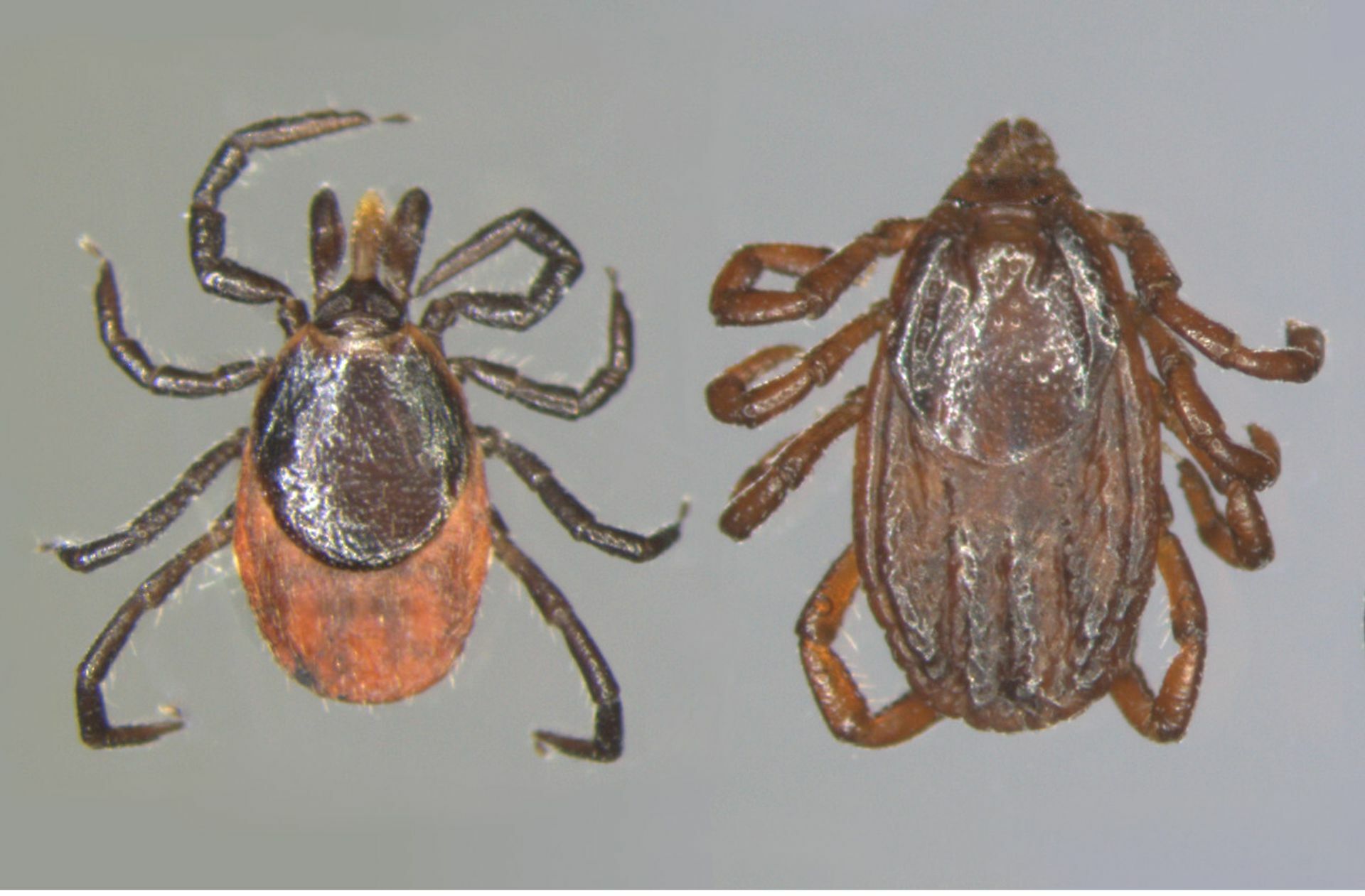 Die Holzbock-Zecke ist schwarz-rot, während die Braune Hundezecke (rechts) komplett braun ist.
 Foto: Universität Hohenheim/Ka..
