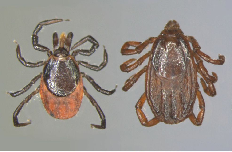 Die Holzbock-Zecke ist schwarz-rot, während die Braune Hundezecke (rechts) komplett braun ist.
 Foto: Universität Hohenheim/Ka..