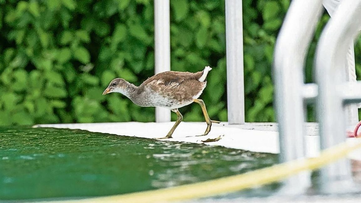 Dieses Teichhuhn will offenbar gerade ins Herrenberger  Naturfreibad springen. Bild: Vescey