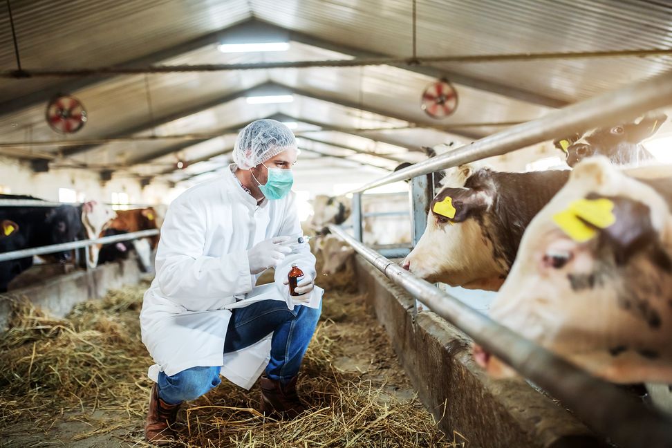 Caucasian veterinarian in protective uniform crouching, holding bottle with cure and preparing to give a shot to ill calf. Stable interior.