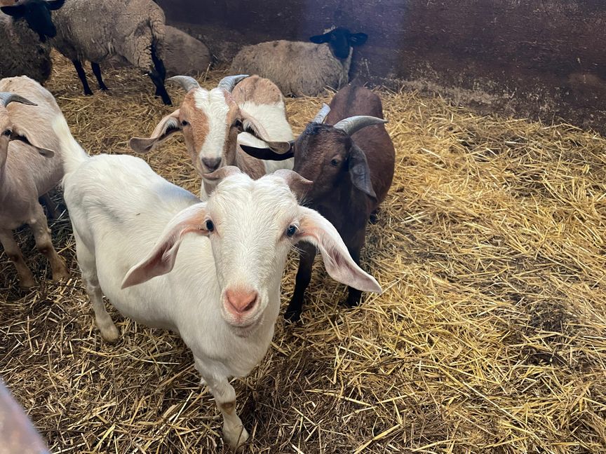 Neugierige Ziegen begrüßen die Besucher. Bild: Kalus