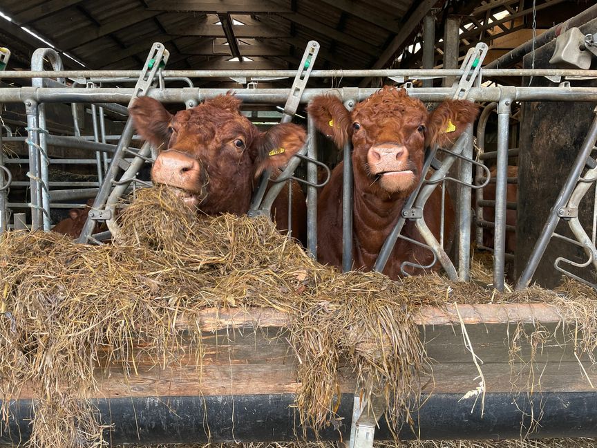 Die Tiere werden ausschließlich mit eigens produziertem Futter versorgt. Bild: Kalus