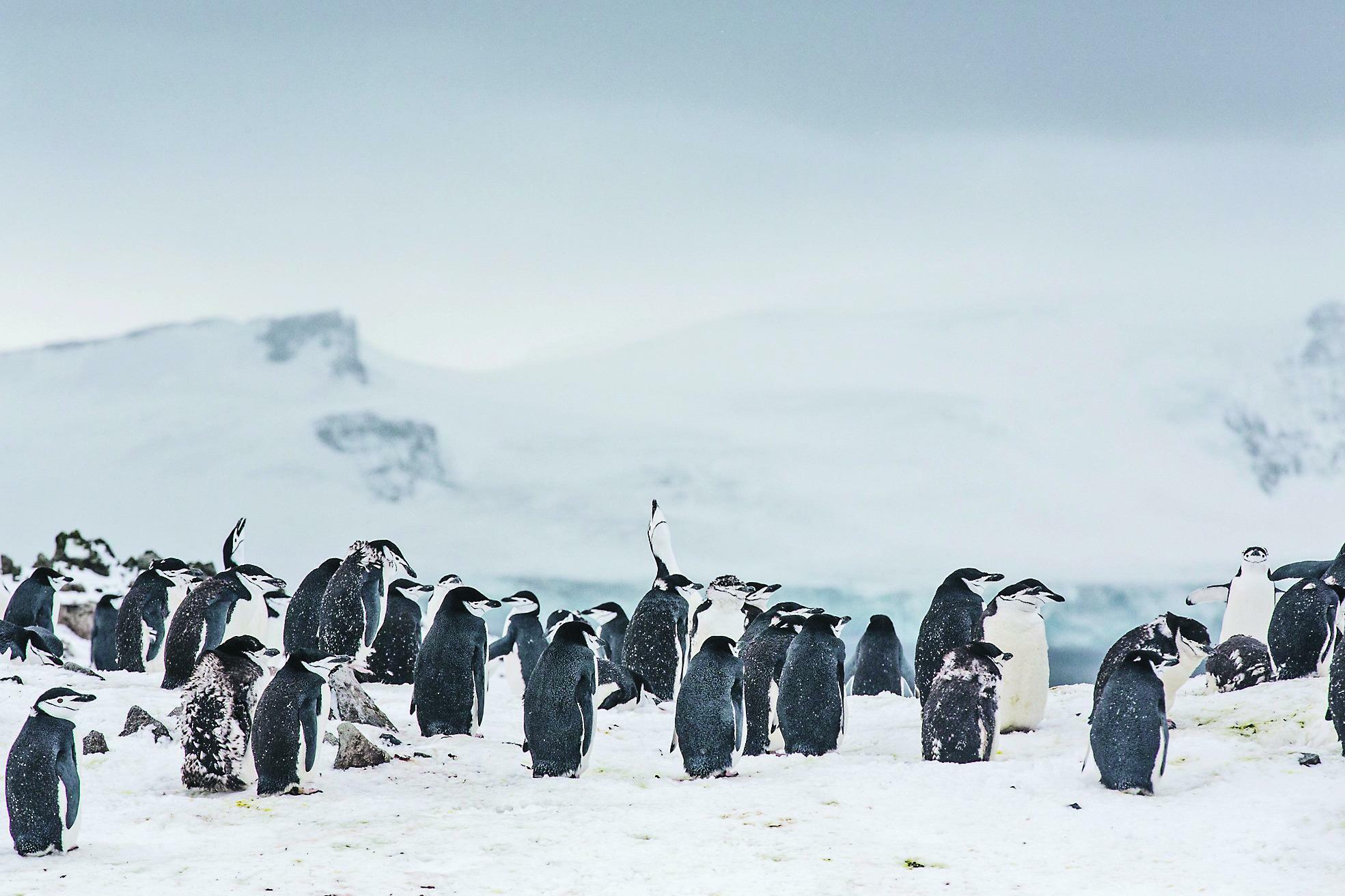 Noch haben die Zügelpinguine am Weddellmeer Ruhe vor den großen Fangflotten. Bild: Paul Hilton/Greenpeace, Grafik: Greenpeace