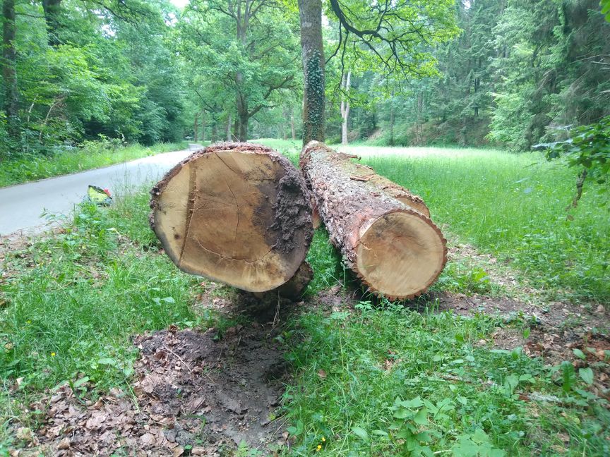 Holzferkauf im Kommunalwald ist „Teil der allgemeinen Dienstausübung.