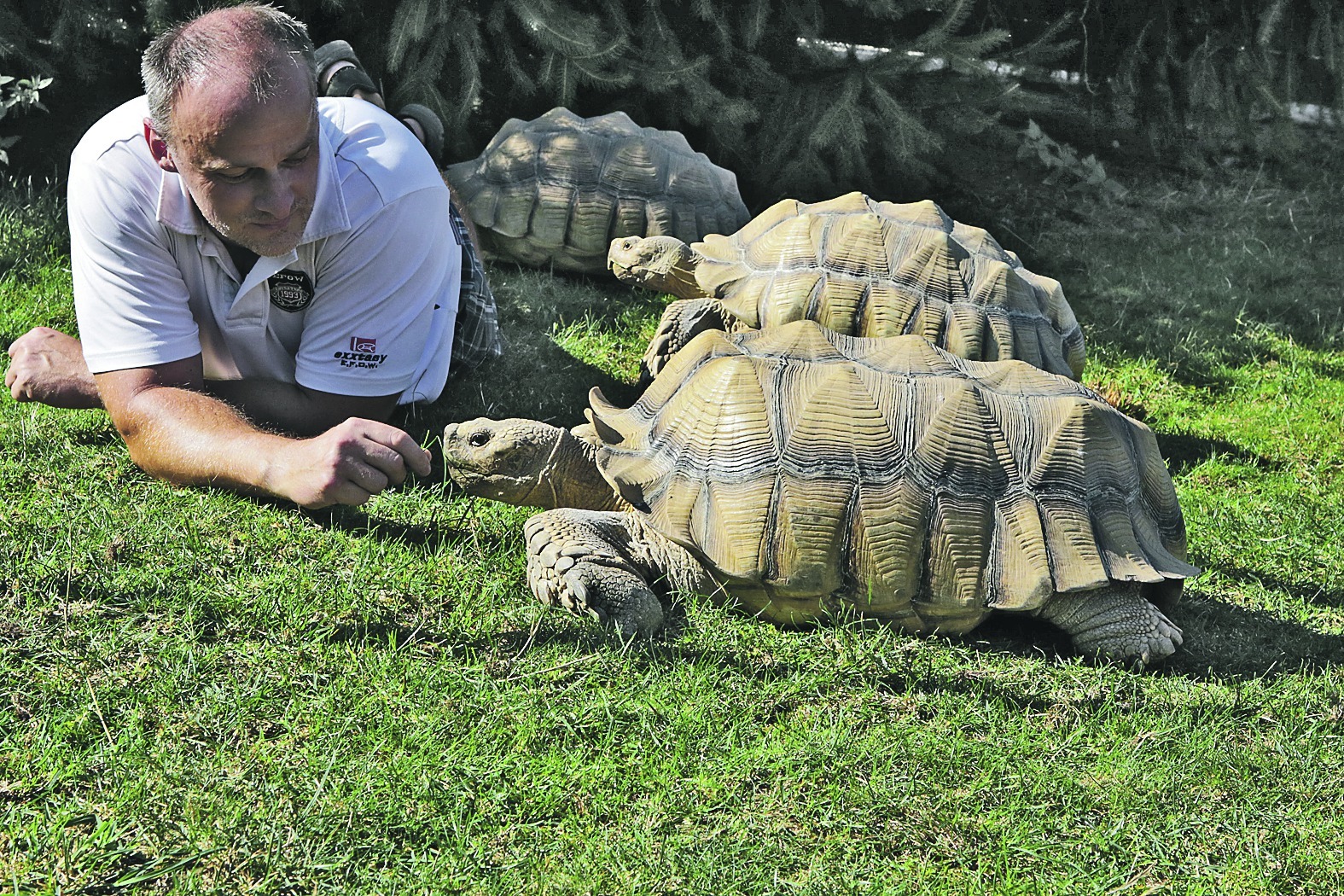Die afrikanischen Spornschildkröten von Michael Rinder fallen schon wegen ihrer Größe und ihres Gewichtes ins Auge. Bild: Bäuerle