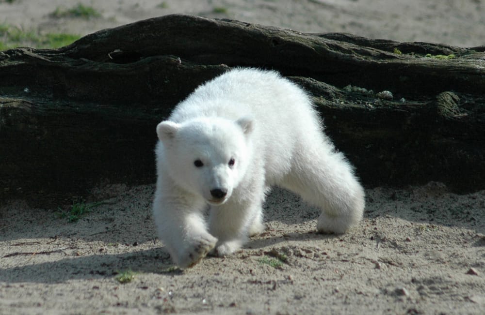 Das vielleicht berühmteste Eisbärbaby der Welt: Knut im Berliner Zoo wurde nur vier Jahre alt.