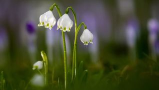 Die Temperaturen bleiben mild.