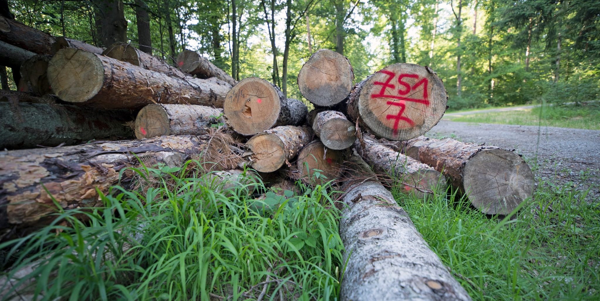 Die Ruhebänke im Wald werden, zumindest in Aidlingen, wieder aufgestellt.    Bild: Richter