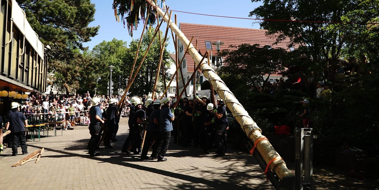 Mit Musikelkraft stemmte die Maichinger Feuerwehr den Jubiläums-Maibaum in die Senkrechte.