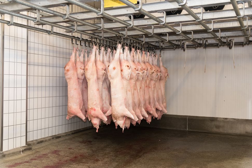 Auf unserem Archivbild aus dem Jahr 2018 war im Gärtringer Schlachthof die Welt noch in Ordnung. Und soll es bald wieder werden. Bild: Nüßle/A