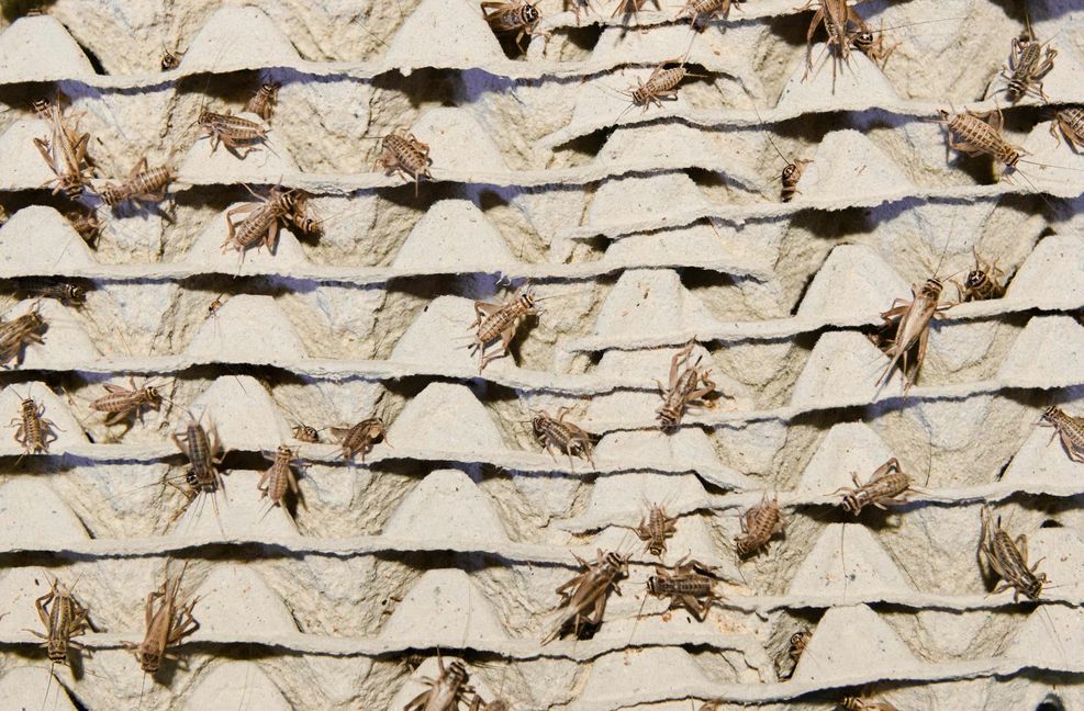 Hausgrillen dürfen nach dem neuen EU-Gesetz nun in Lebensmitteln verwendet werden.
