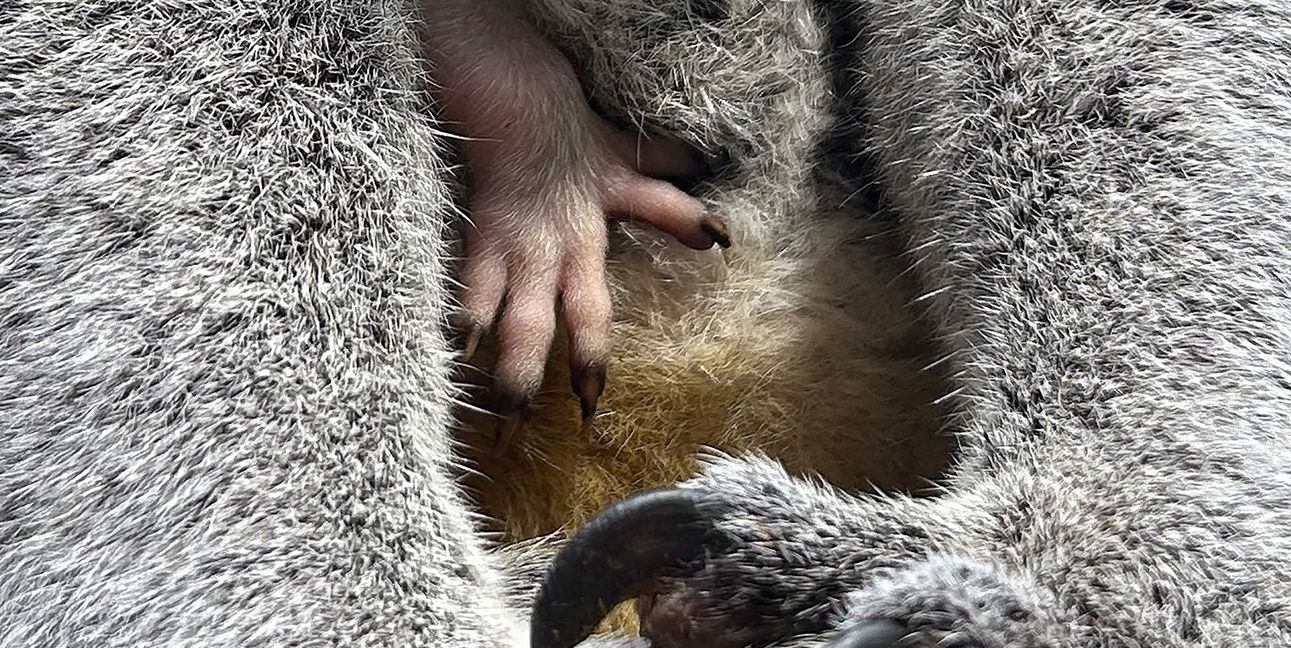 Nachwuchs bei den Koalas in der Wilhelma. Bei Koala-Weibchen Scar ragt immer öfter ein winziges Bein aus dem Beutel.