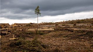 Waldsterben bei Bad Homburg im Taunus.