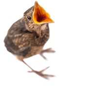 Kleiner Vogel, großer Hunger.