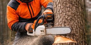 Am Montag und Dienstag kommt die Motorsäge.