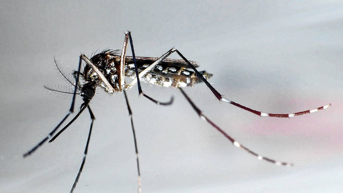 Die Gelbfiebermücke überträgt verschiedene Krankheiten, darunter die Dengue-Viren.