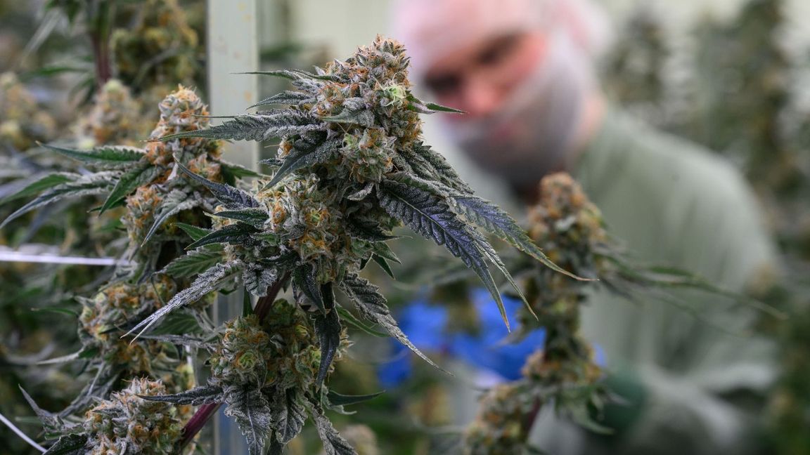 Seit 2017 kann medizinisches Cannabis in Deutschland legal verschrieben werden. (Symbolbild)