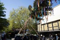 Kaiserwetter und Jubiläumsbier: So war das Maibaumstellen der Feuerwehr beim Maichinger Bürgerhaus.