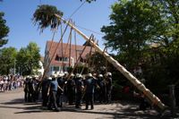 Kaiserwetter und Jubiläumsbier: So war das Maibaumstellen der Feuerwehr beim Maichinger Bürgerhaus.